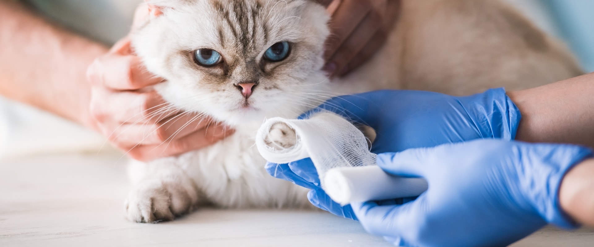 At the veterinarian