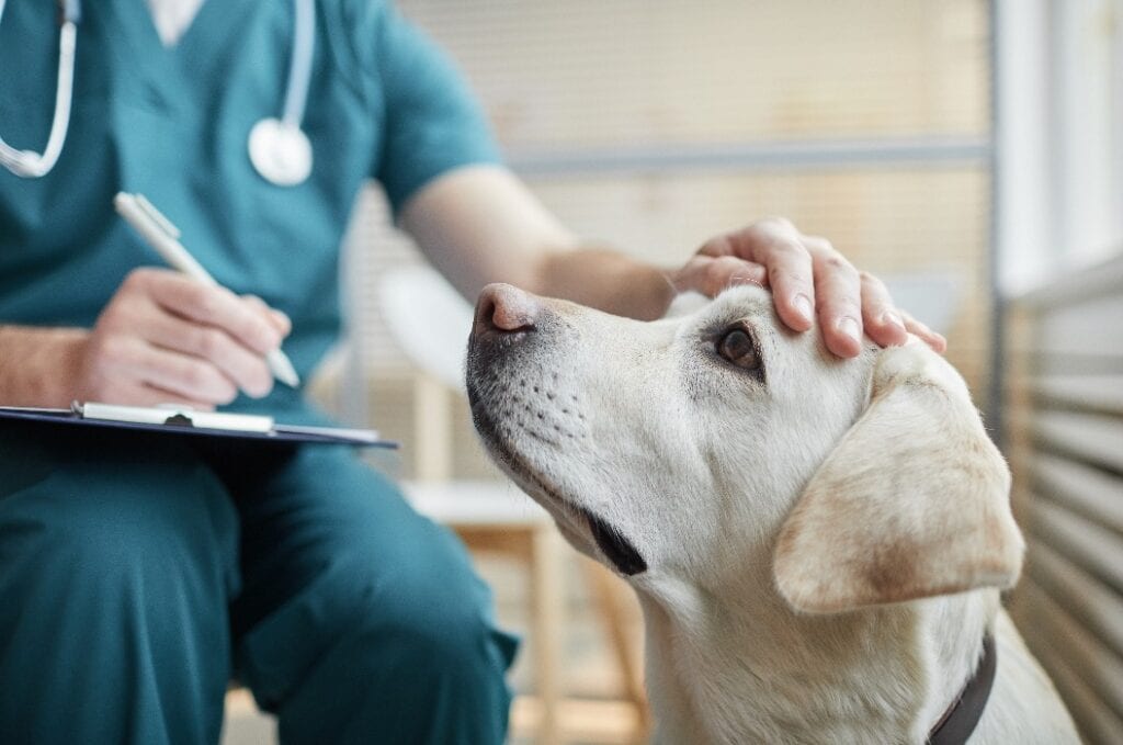 Close up of white Labrador dog at vet clinic with male veterinarian stroking his head, copy space