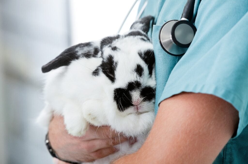 Mid Section Of Male Veterinarian Doctor Carrying A Rabbit