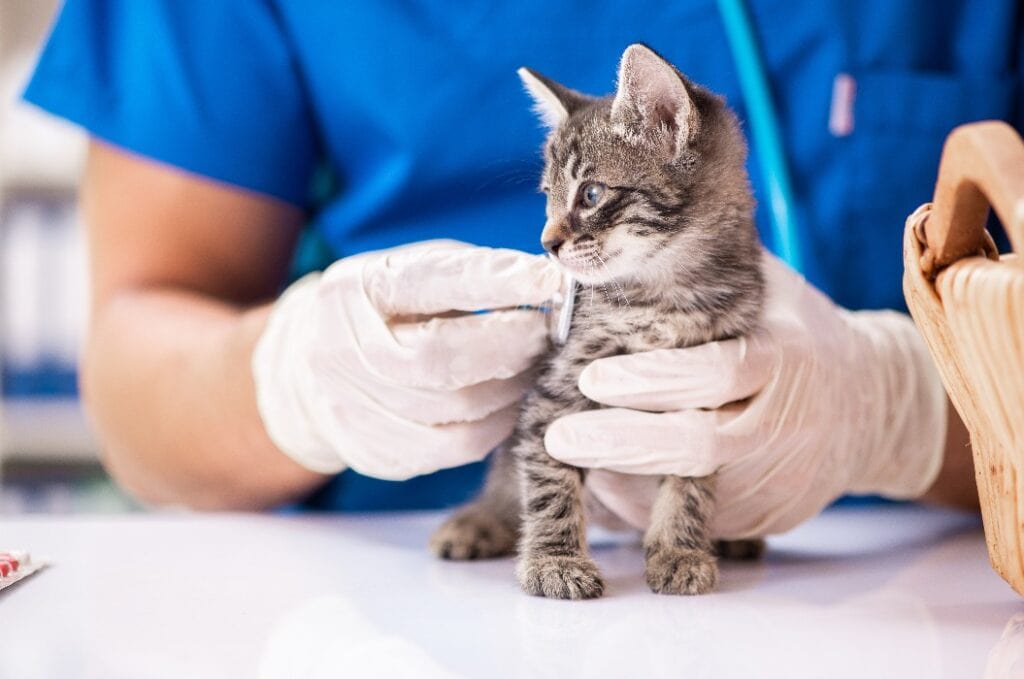 Vet doctor examining kittens in animal hospital