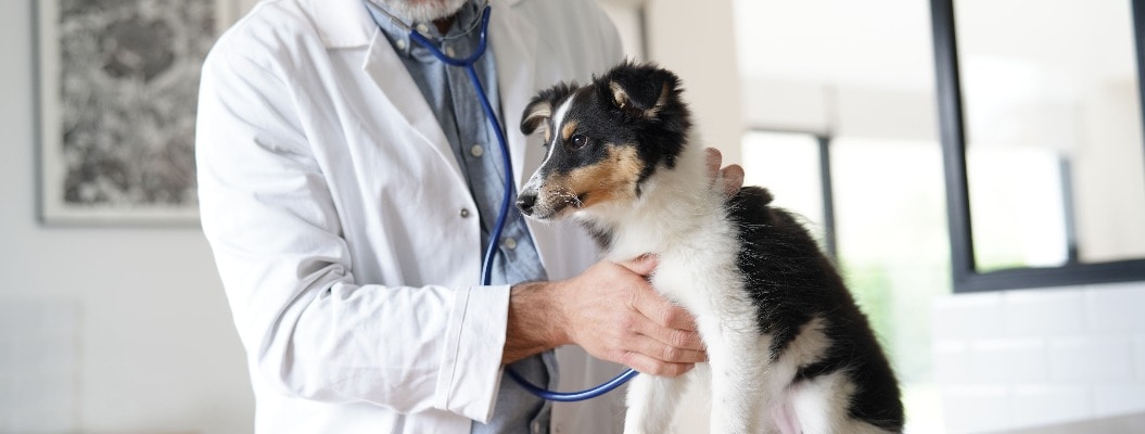 Veterinary examining puppy dog